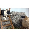 Sheep and Collies